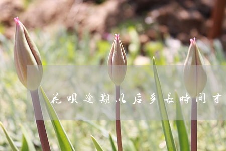 花呗逾期以后多长时间才再用 花呗逾期以后多长时间才再用