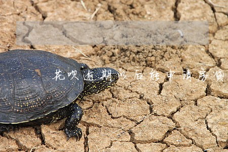 花呗逾期以后能申请房贷吗 花呗逾期以后能申请房贷吗