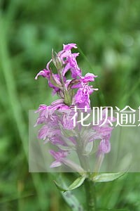 花呗逾期以后还款能不能借款 花呗逾期以后还款能不能借款