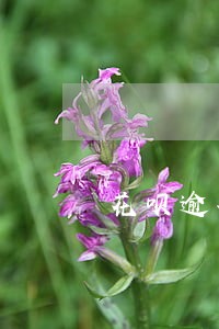 花呗逾期会一直发信息吗 花呗逾期会一直发信息吗