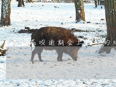 花呗逾期会上征信的吗