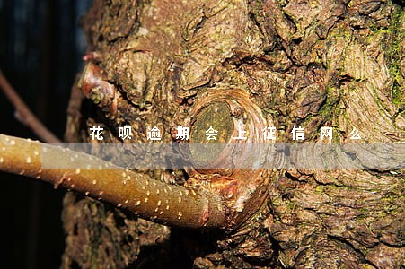花呗逾期会上征信网么 花呗逾期会上征信网么