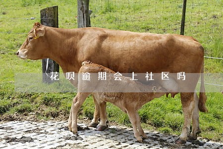 花呗逾期会上社区吗 花呗逾期会上社区吗