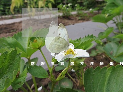花呗逾期会不会影响分期买手机