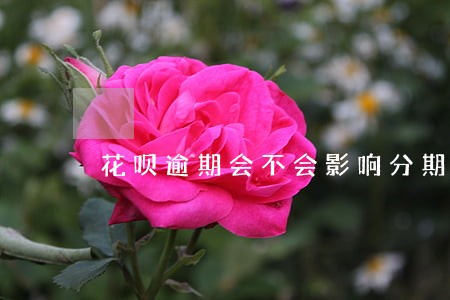 花呗逾期会不会影响分期购车 花呗逾期会不会影响分期购车
