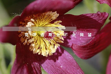花呗逾期会不会拘留