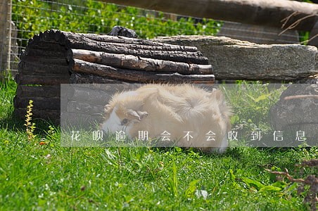 花呗逾期会不会收到信息 花呗逾期会不会收到信息