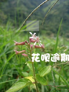 花呗逾期会不会涨额度 花呗逾期会不会涨额度