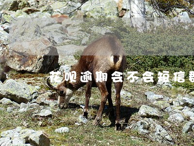 花呗逾期会不会短信群通知 花呗逾期会不会短信群通知