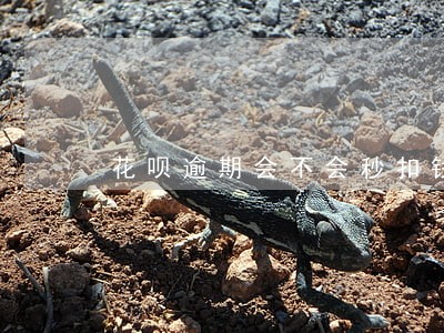 花呗逾期会不会秒扣钱 花呗逾期会不会秒扣钱