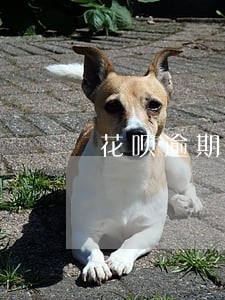 花呗逾期会不会给联系人打电话 花呗逾期会不会给联系人打电话