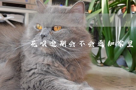 花呗逾期会不会通知家里人
