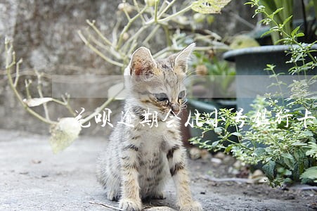 花呗逾期会从小号银行卡扣吗 花呗逾期会从小号银行卡扣吗