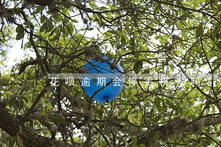 花呗逾期会停手机号吗 花呗逾期会停手机号吗