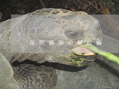 花呗逾期会催收嘛 花呗逾期会催收嘛
