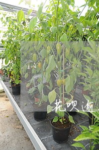 花呗逾期会冻结 花呗逾期会冻结