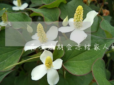花呗逾期会冻结家人的账户吗 花呗逾期会冻结家人的账户吗