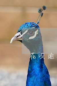 花呗逾期会冻结账户吗 花呗逾期会冻结账户吗