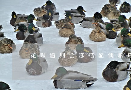 花呗逾期会冻结配偶账户吗 花呗逾期会冻结配偶账户吗