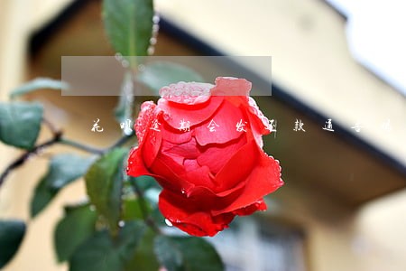花呗逾期会发还款通告吗 花呗逾期会发还款通告吗