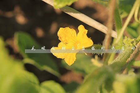 花呗逾期会在银行卡自动扣款吗 花呗逾期会在银行卡自动扣款吗
