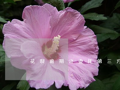 花呗逾期会委托第三方上门调查吗 花呗逾期会委托第三方上门调查吗