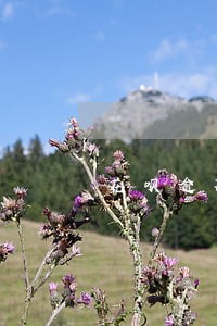 花呗逾期会对办理信用卡影响吗 花呗逾期会对办理信用卡影响吗