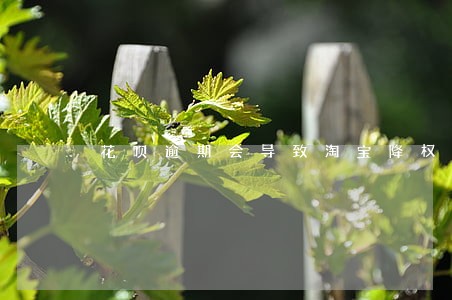 花呗逾期会导致淘宝降权吗 花呗逾期会导致淘宝降权吗