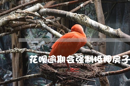 花呗逾期会强制抵押房子么 花呗逾期会强制抵押房子么