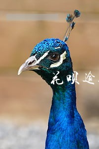 花呗逾期会影响买房子嘛 花呗逾期会影响买房子嘛