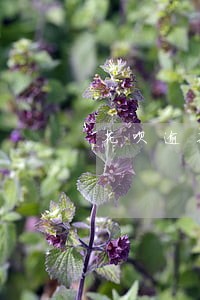 花呗逾期会影响买手机分期吗 花呗逾期会影响买手机分期吗