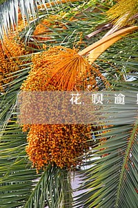 花呗逾期会影响以后买房买车吗 花呗逾期会影响以后买房买车吗