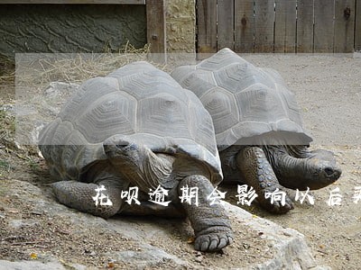 花呗逾期会影响以后买房贷款吗 花呗逾期会影响以后买房贷款吗