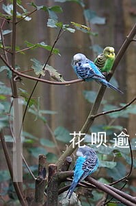 花呗逾期会影响以后贷款吗 花呗逾期会影响以后贷款吗