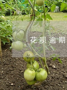 花呗逾期会影响儿女吗 花呗逾期会影响儿女吗