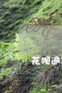 花呗逾期会影响其他账户扣款吗