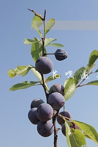 花呗逾期会影响办信用卡吗