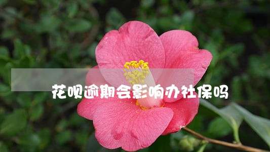 花呗逾期会影响办社保吗 花呗逾期会影响办社保吗