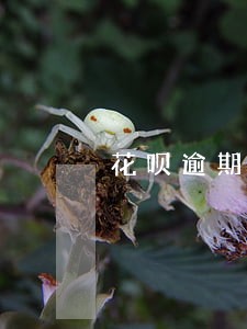 花呗逾期会影响坐高铁吗 花呗逾期会影响坐高铁吗