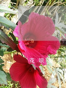 花呗逾期会影响大学助学贷款吗 花呗逾期会影响大学助学贷款吗