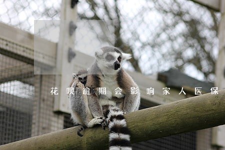 花呗逾期会影响家人医保吗