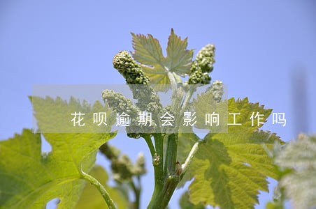 花呗逾期会影响工作吗 花呗逾期会影响工作吗