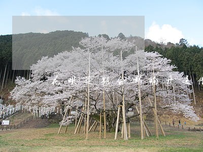 花呗逾期会影响开通借呗吗 花呗逾期会影响开通借呗吗