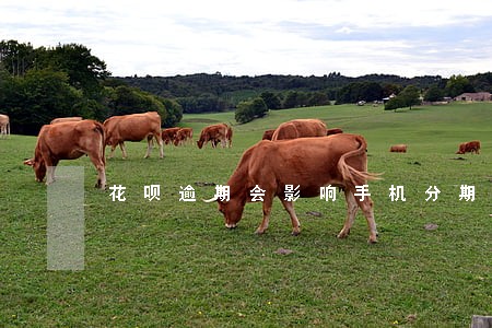 花呗逾期会影响手机分期信誉嘛 花呗逾期会影响手机分期信誉嘛