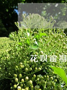 花呗逾期会影响拍拍贷吗 花呗逾期会影响拍拍贷吗
