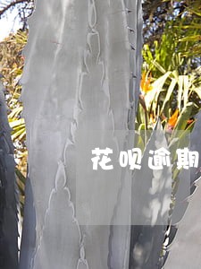 花呗逾期会影响捷信分期手机吗 花呗逾期会影响捷信分期手机吗