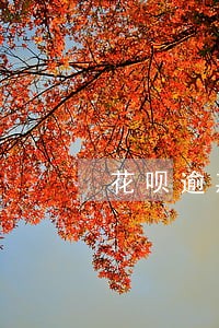 花呗逾期会影响淘宝店铺吗 花呗逾期会影响淘宝店铺吗