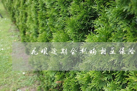花呗逾期会影响相互保险吗 花呗逾期会影响相互保险吗