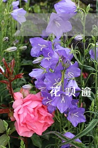 花呗逾期会影响美团和饿了么 花呗逾期会影响美团和饿了么