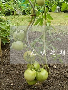 花呗逾期会影响贷款买房吗